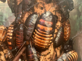 Madagascan Hissing cockroaches
