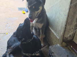 Syberian Husky/border collie