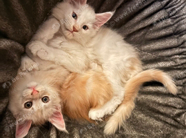 MEET YOUR FUTURE MAINE COON COMPANION