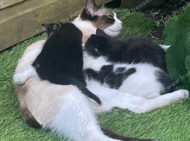 Siamese mix kittens