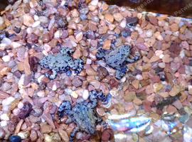 3 baby fire bellied toads free