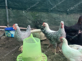 Cream Legbar pure breed cockerels