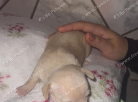 Chihuahua pure beautiful ️