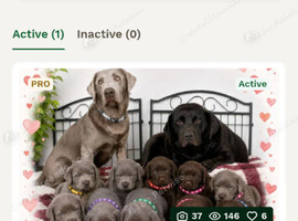 ️Beautiful Labrador Retriever Puppies &ndash; Silver & Chocolate