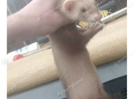 Hob polecat don't bite