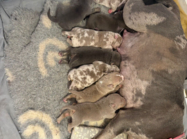 Pocket bully puppies