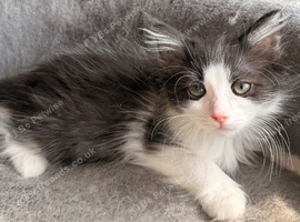 Full breed Siberian kittens
