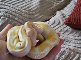 66% het pied female python