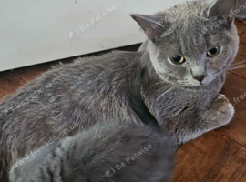 Gorgeous Grey British Shorthair Mix Adult Cats