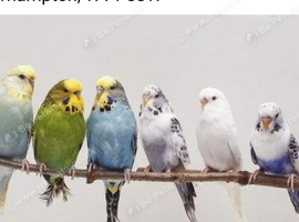 Stunning Young Budgies