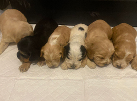Cocker spaniel puppies
