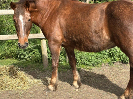 Lovely chestnut mare