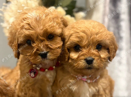 Cavapoo puppy's