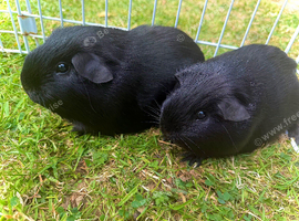 2 Beautiful Guinea pigs