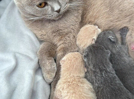 Scottish fold x British blue girl!