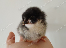 French Black Copper Maran chicks (Chocolate brown eggs)
