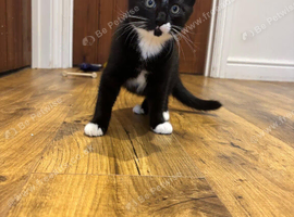 Gorgeous kitten