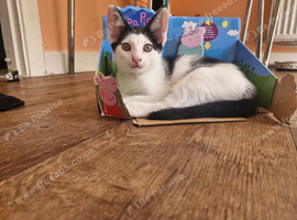 One gorgeous male looking for his forever home