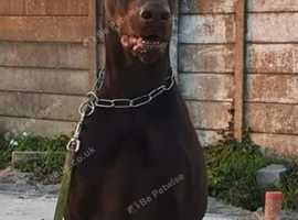 Stunning Brown Doberman