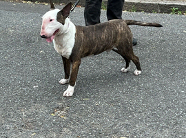 I have English bull terrier proven stud dogs