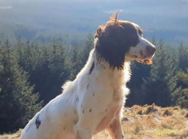 English springer spaniel pups  kc reg x2