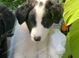 Amazing Border Collie X Lurcher Puppy