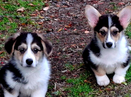 1 boy, 1 girl KC Pembroke Corgis