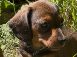Miniature Dachshund girls Ready to Leave!