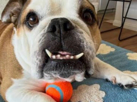 My Bulldog Is Available