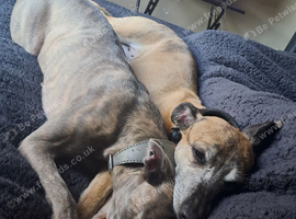 Both looking for fabulous homes