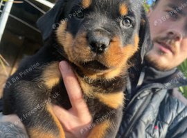 Rottweiler pups