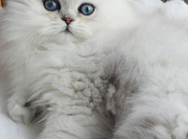 Pure chinchilla Persian