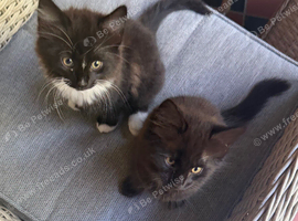 Kittens for Sale