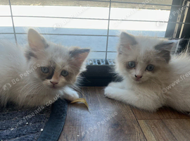Last 2 available REDUCED Ragdoll cross Maine coon/exotic Persian