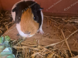 One male piggie