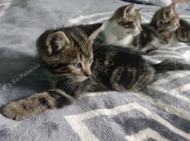 Marbel brown/dark female kitten