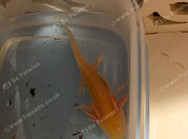 Golden albino axoltol lovely rare baby