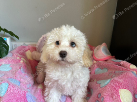 Last Girl Remaing - Beautiful Shihpoochon Puppy