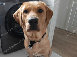 Beautiful Boy Max stud dog