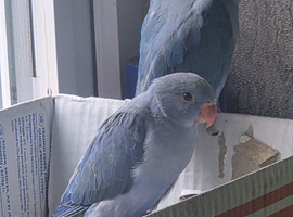 Baby Ringneck 5/6 weeks Old