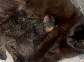 4 kittens ready to leave at the end of July