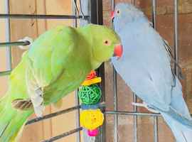 Stunning young Indian ringnick parrot
