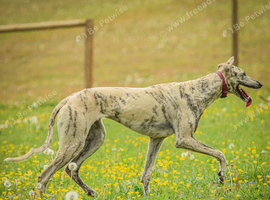 Lurcher for sale