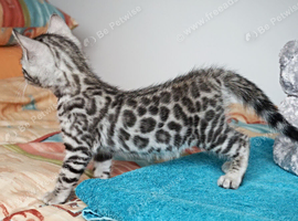 Superb Quality Bengal Kittens