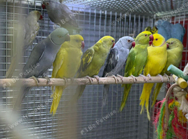 Ringneck parrot