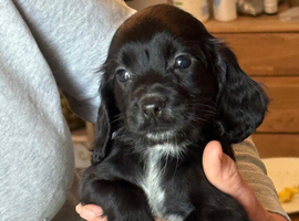 Cocker spaniel puppies
