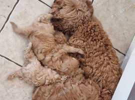 Cockapoo Puppies looking for their forever home - Cheltenham in Cheltenham