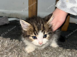 4 kittens for sale
