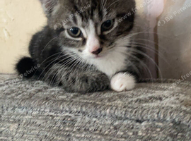 Tabby kitten