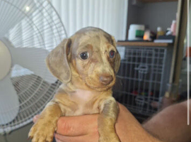 Miniature dachshund